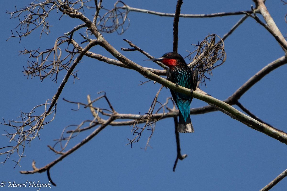 Black Bee-eater - ML495274071