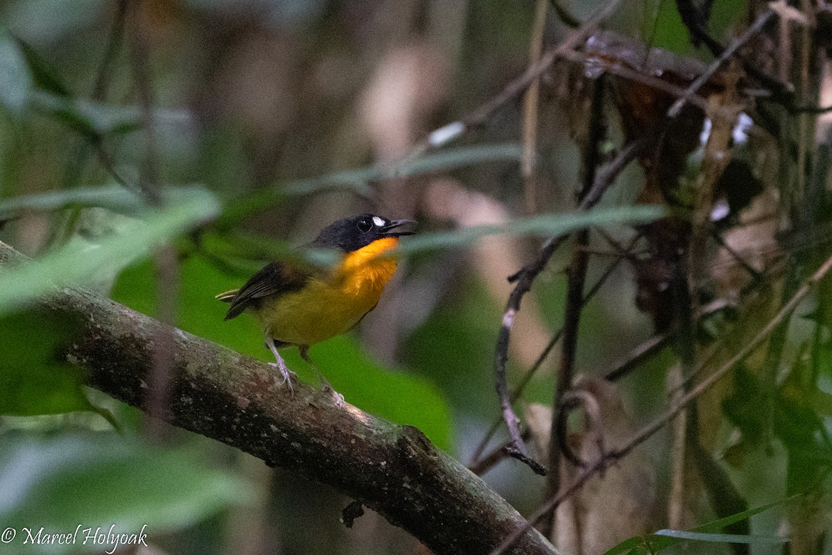 Yellow-breasted Forest Robin - ML495274531