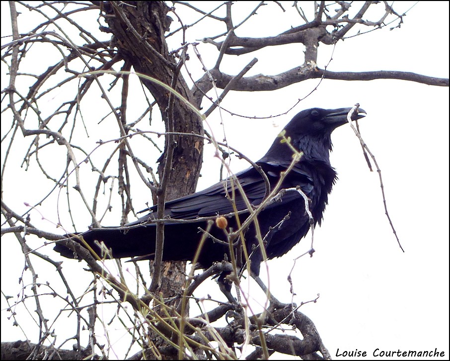 Common Raven - Louise Courtemanche 🦅