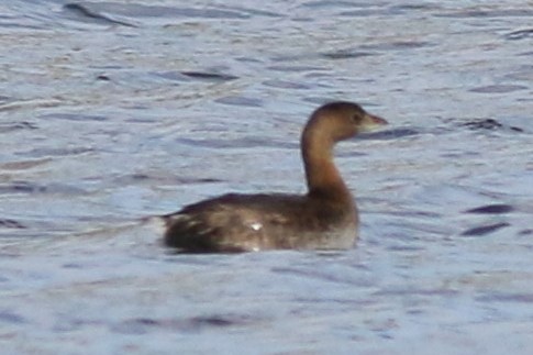Pied-billed Grebe - Dick Plambeck