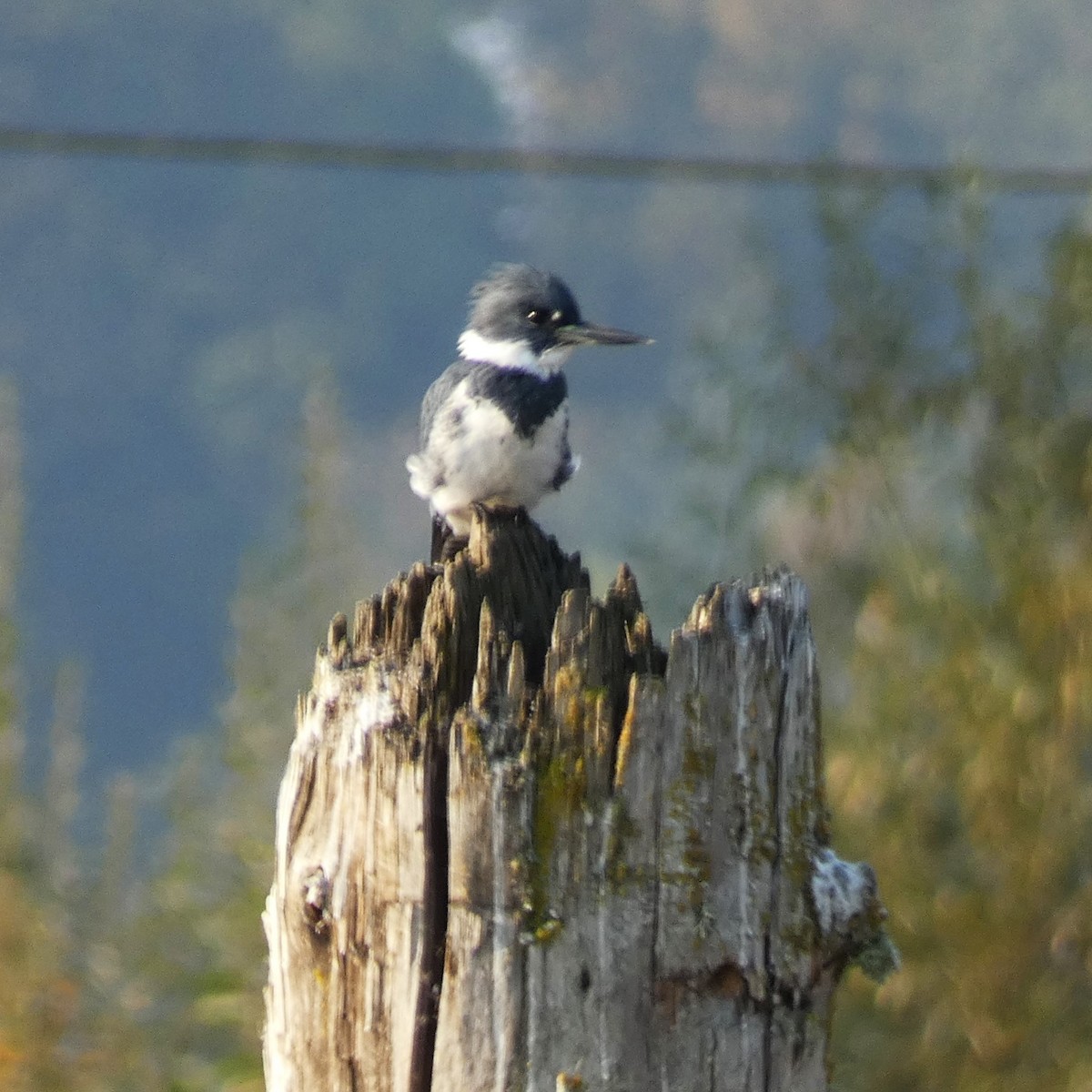 Belted Kingfisher - ML495278831