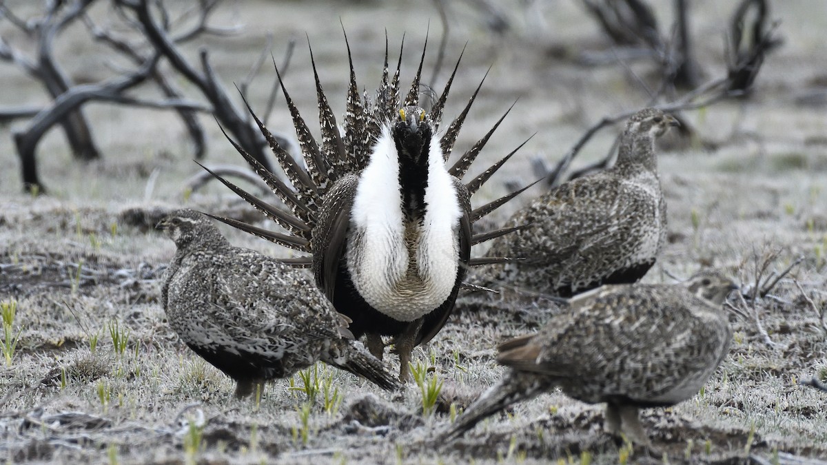 Greater Sage-Grouse - ML495279981