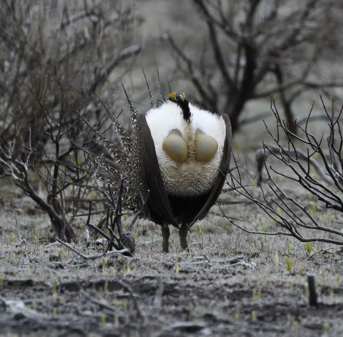 Greater Sage-Grouse - ML495280081
