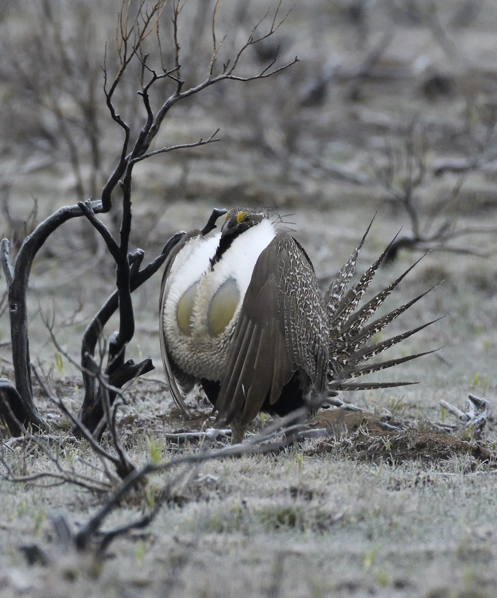 Greater Sage-Grouse - ML495280121