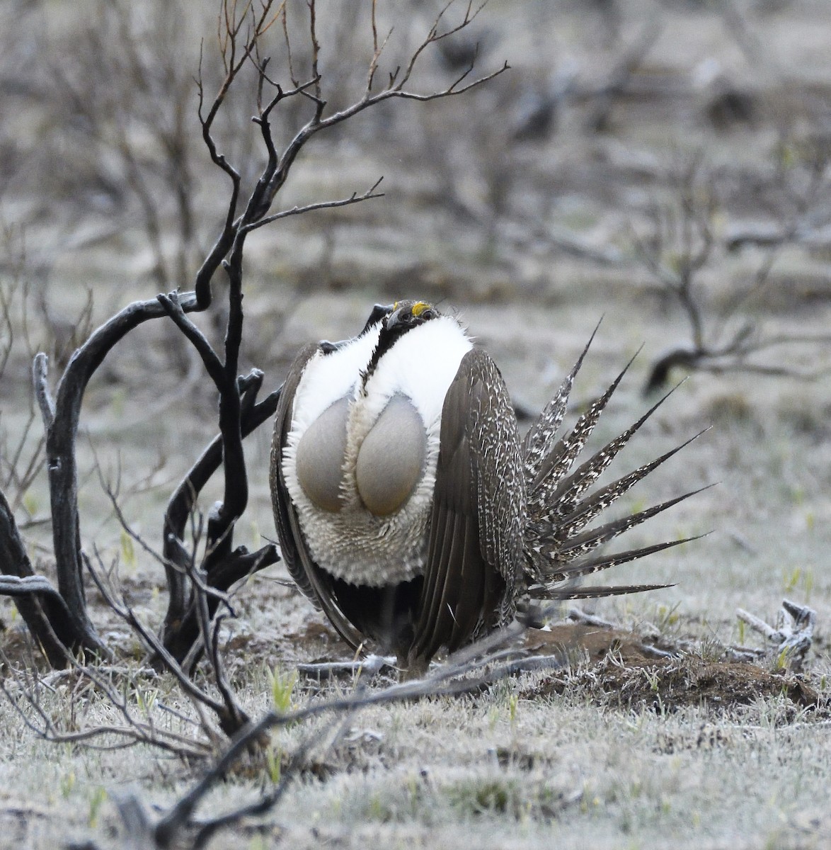 Greater Sage-Grouse - ML495280201
