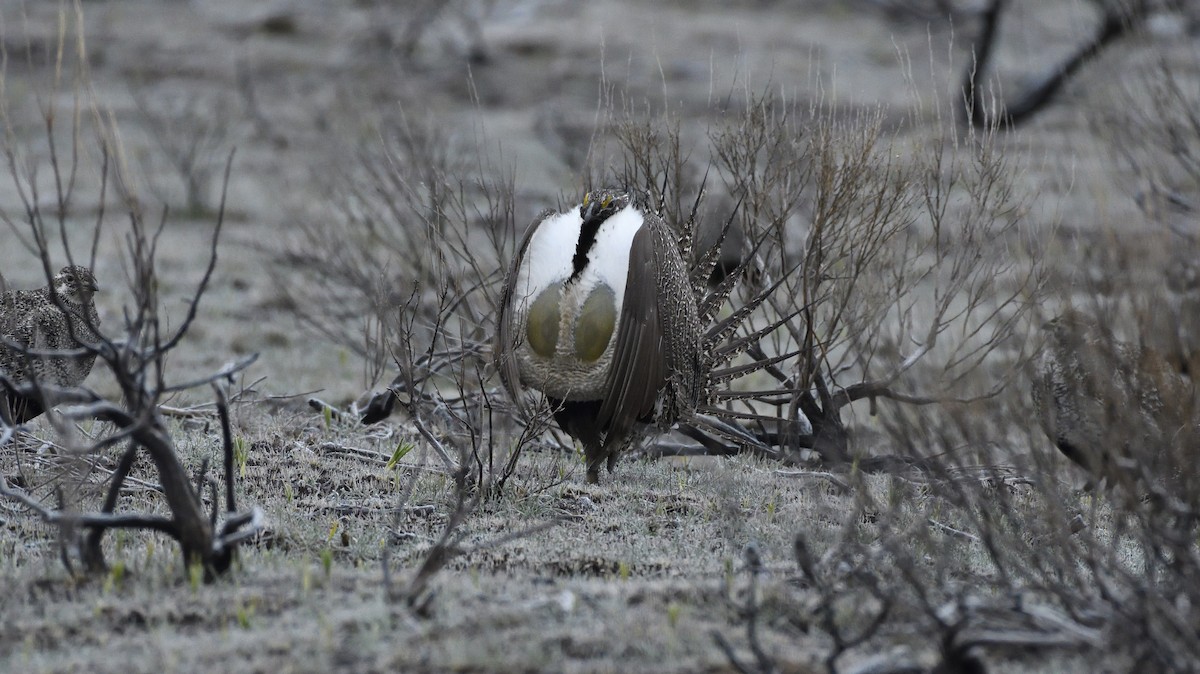 Greater Sage-Grouse - ML495280291