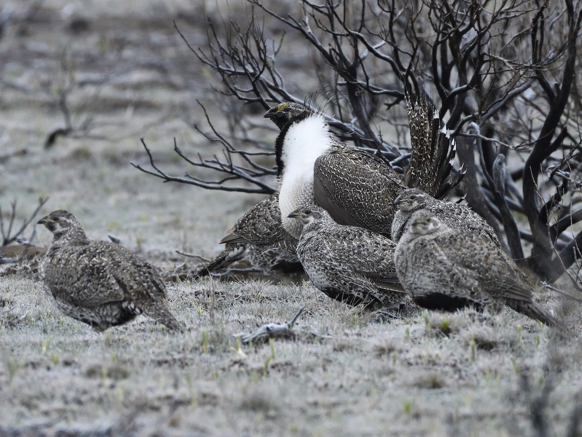 Greater Sage-Grouse - ML495280371