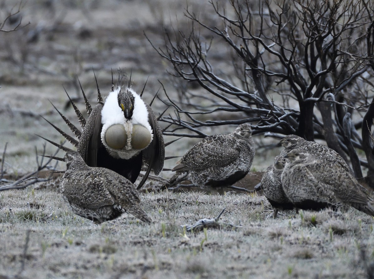 Greater Sage-Grouse - ML495280471