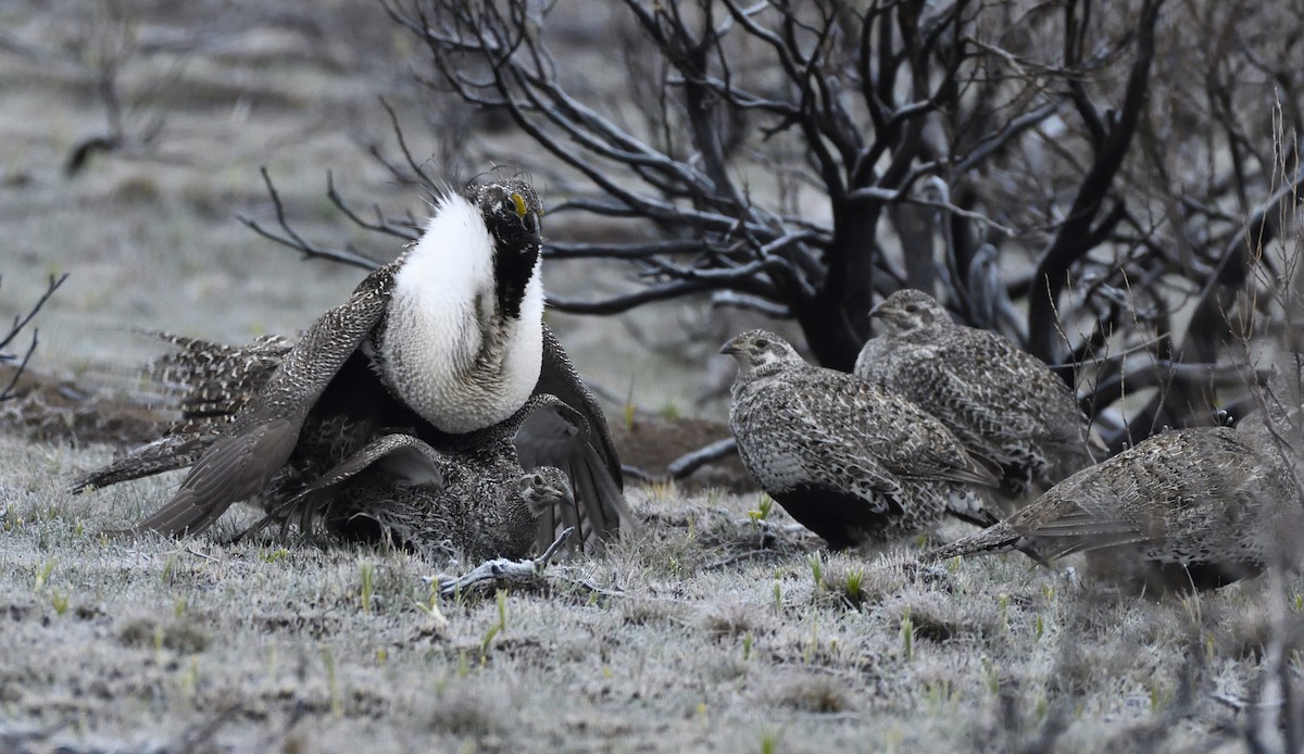 Greater Sage-Grouse - ML495280691