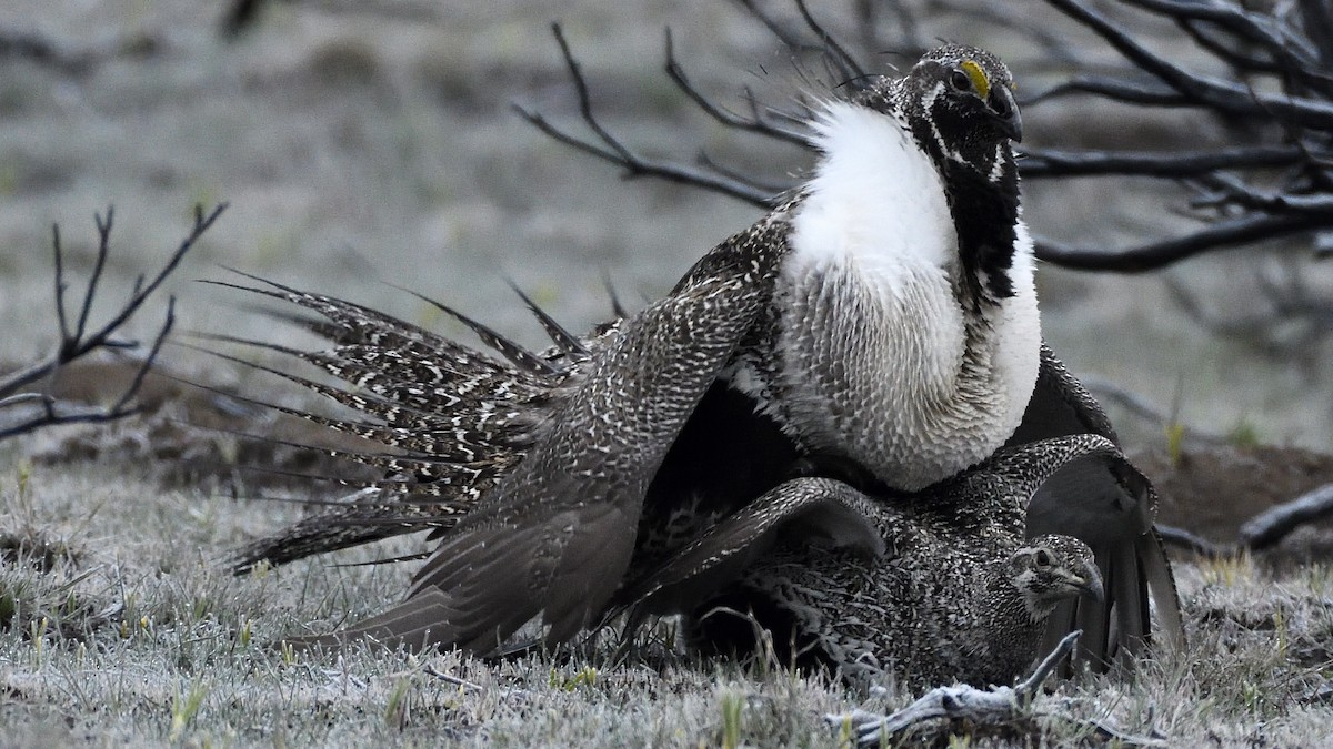Greater Sage-Grouse - ML495280701