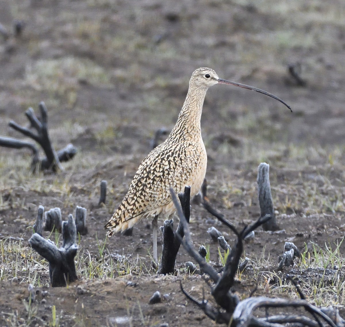 Long-billed Curlew - ML495280831