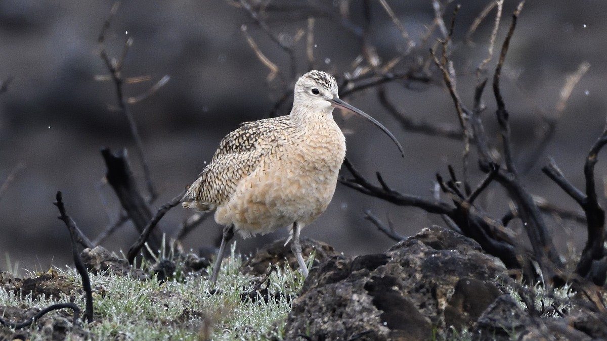Long-billed Curlew - ML495280861
