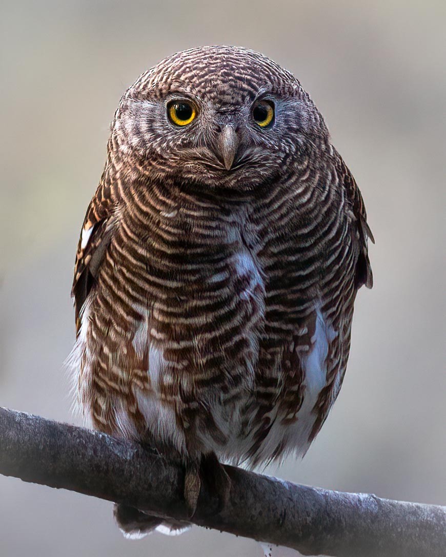 Asian Barred Owlet - Samanvitha Rao