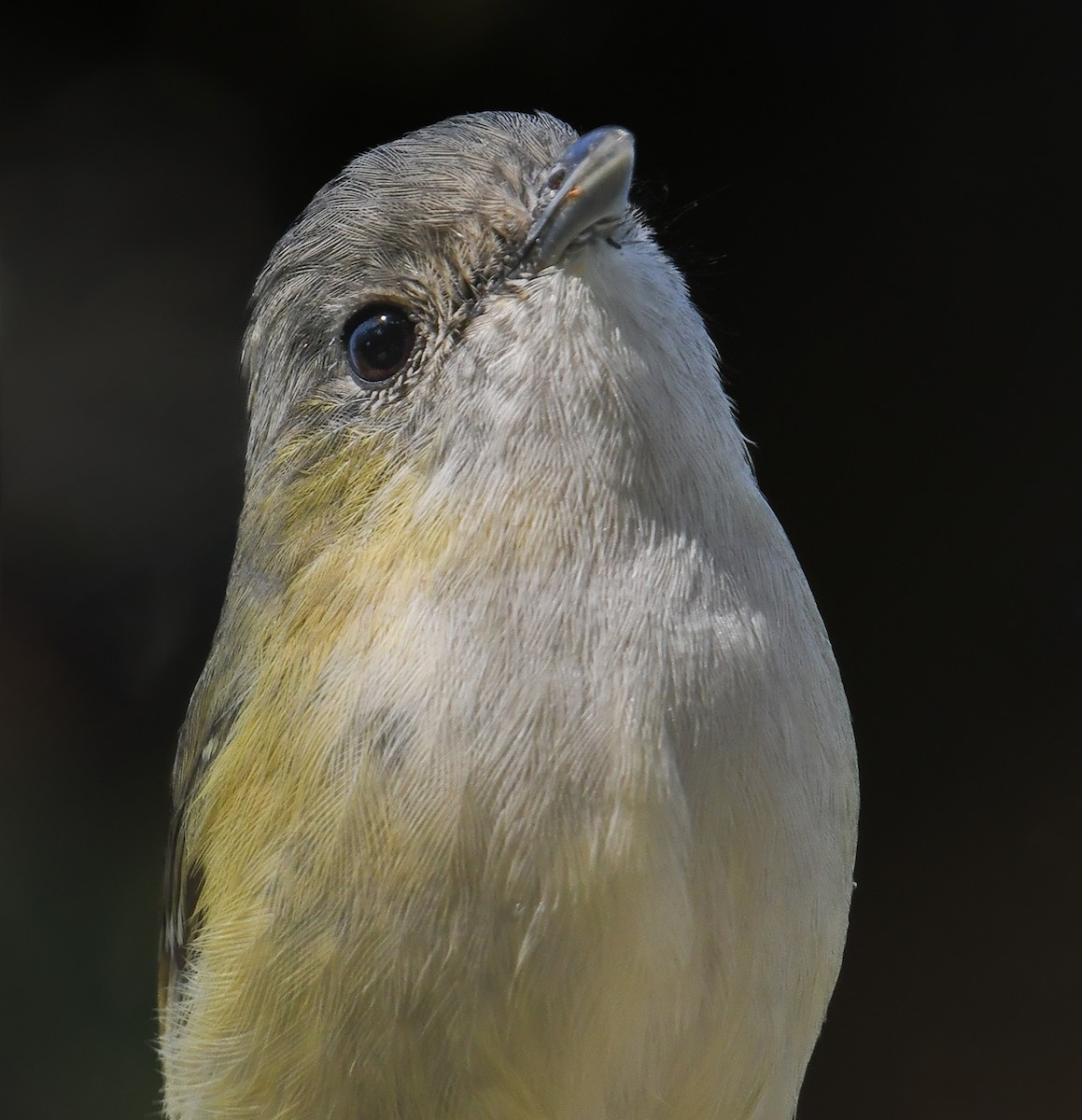 Green Shrike-Babbler - Himanshu Chaudhary