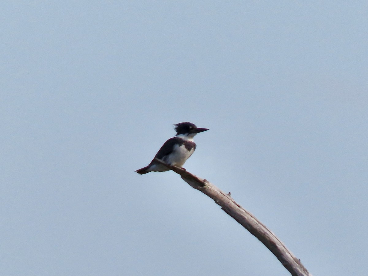 Belted Kingfisher - ML495290571