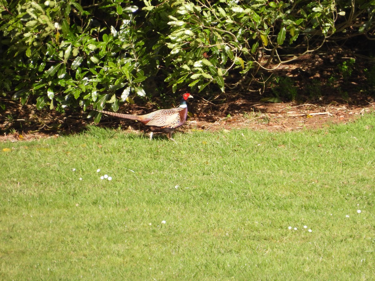 Ring-necked Pheasant - ML495291931