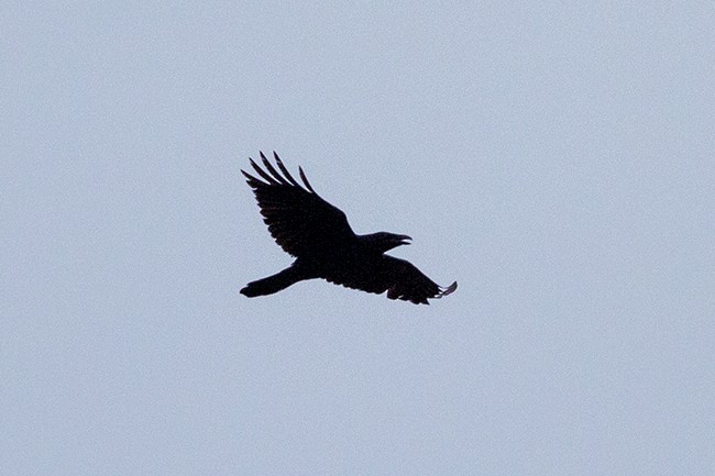 Common Raven - ML495292941