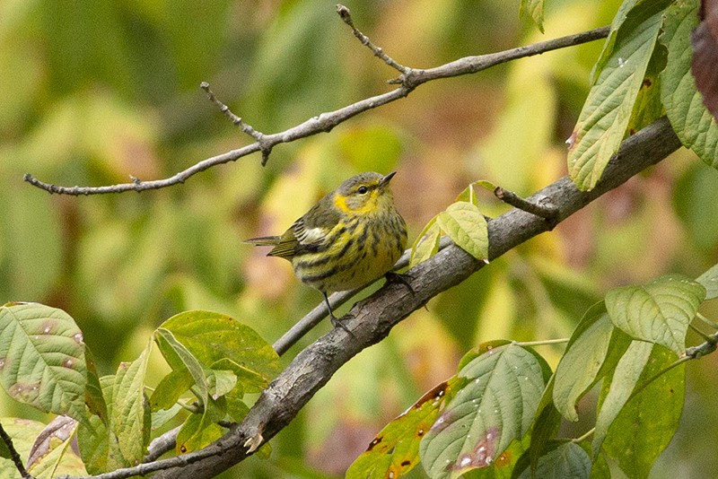 Cape May Warbler - ML495292971