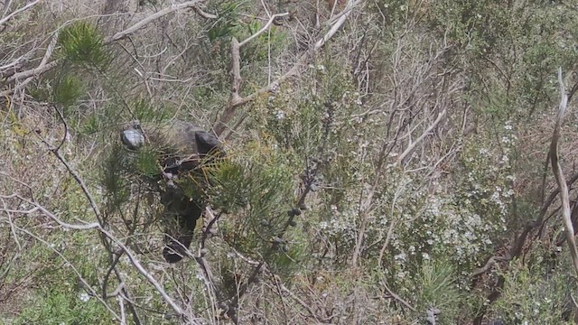 kakadu hnědohlavý - ML495296741