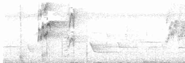Psittacule double-oeil - ML495301521