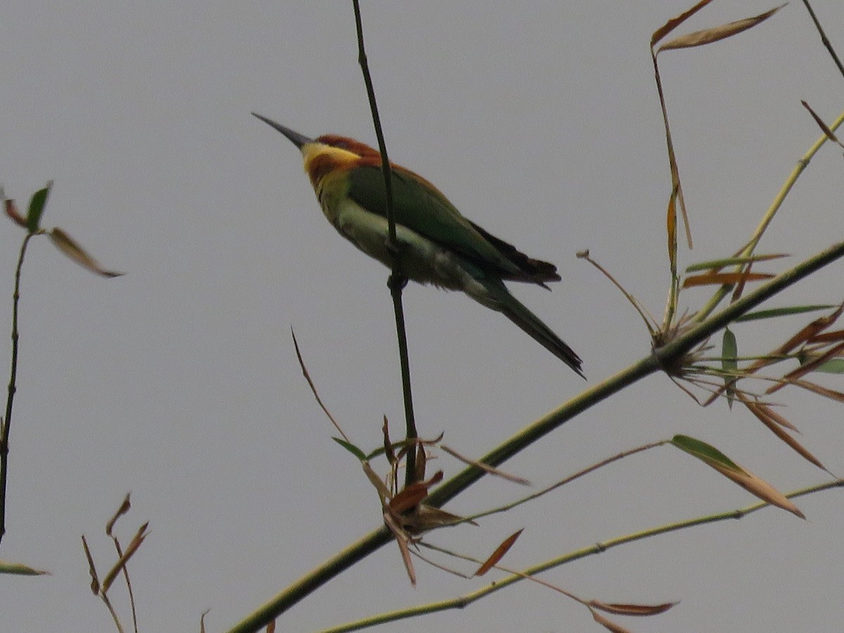 Chestnut-headed Bee-eater - ML495306301