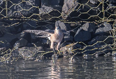 Cooper's Hawk - Bert Filemyr