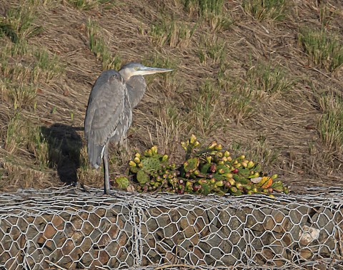 Great Blue Heron (Great Blue) - Bert Filemyr