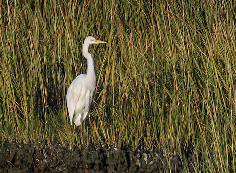 Great Egret - Bert Filemyr