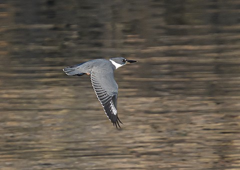 Belted Kingfisher - Bert Filemyr