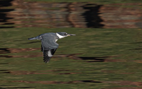 Belted Kingfisher - Bert Filemyr