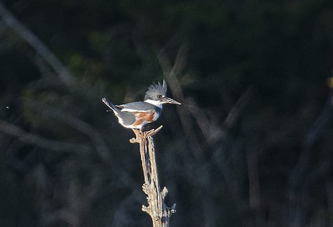 Belted Kingfisher - Bert Filemyr
