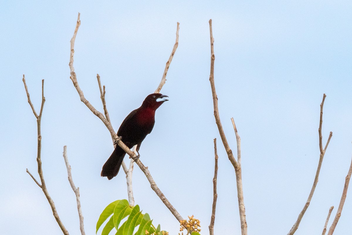 Silver-beaked Tanager - ML495308601