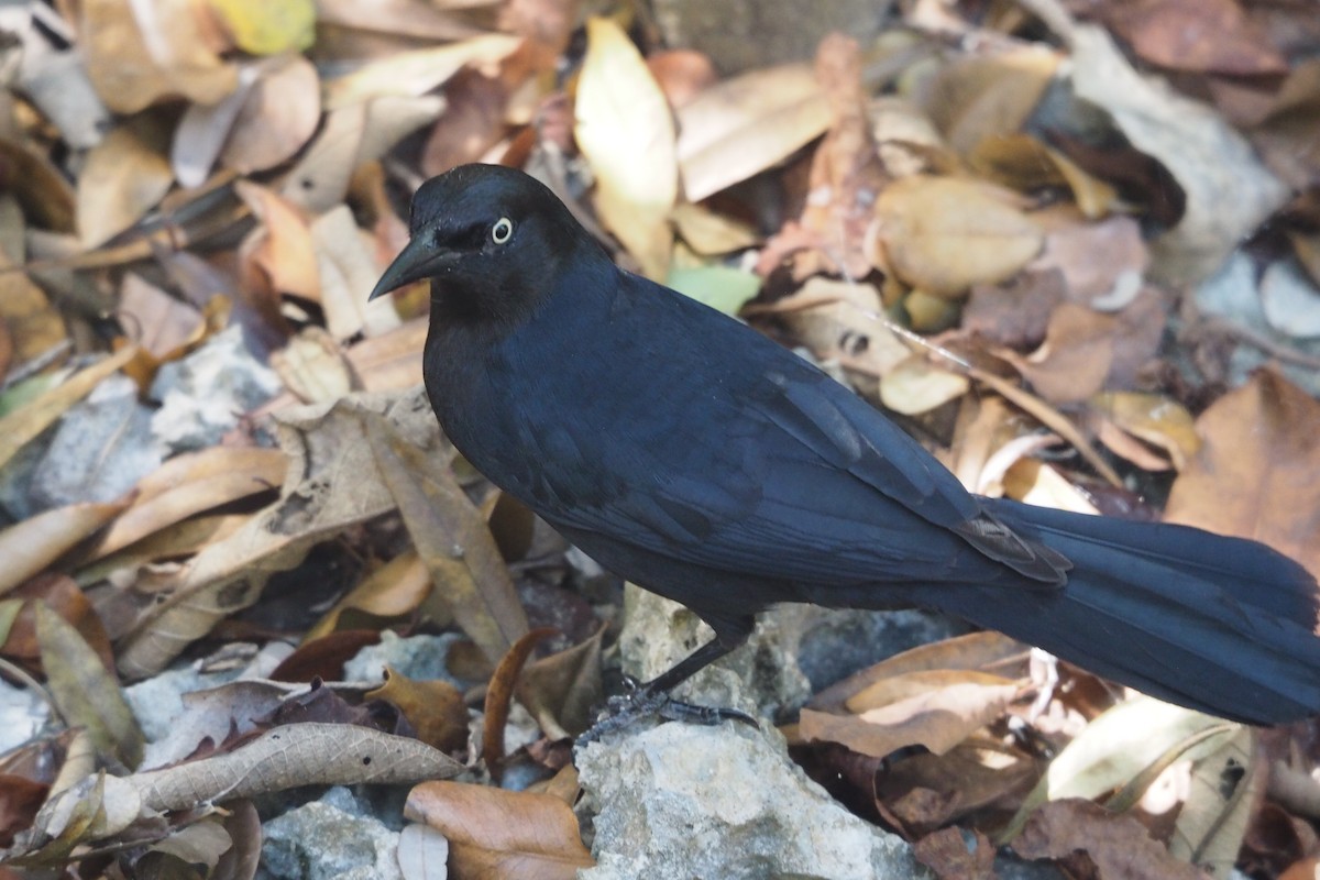 Greater Antillean Grackle - Colin Hill