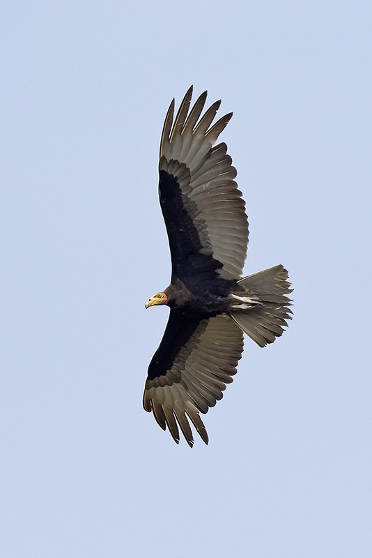 Lesser Yellow-headed Vulture - adrian binns