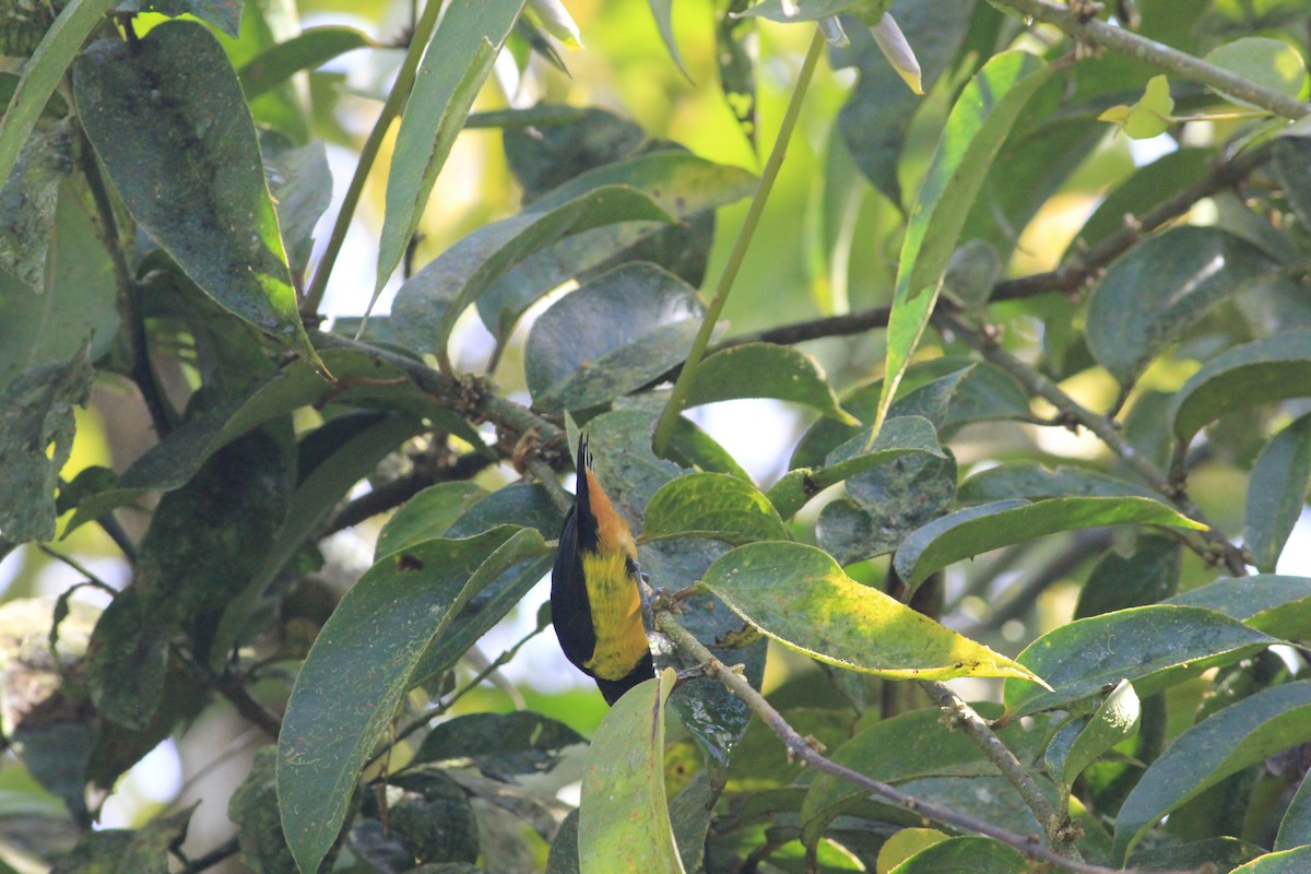 Fulvous-vented Euphonia - Thad Roller