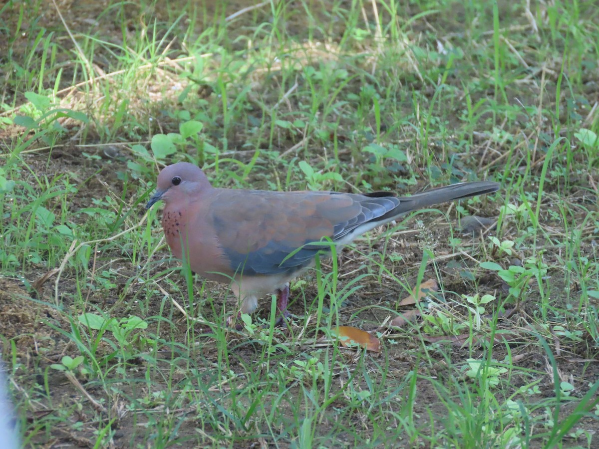 Laughing Dove - ML495315711