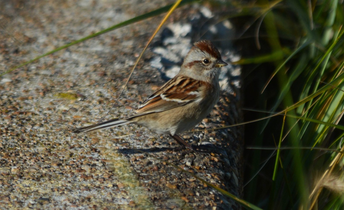 American Tree Sparrow - ML49531811