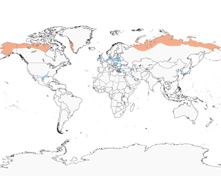 Distribution of the&nbsp;Greater White-fronted Goose - Range Map