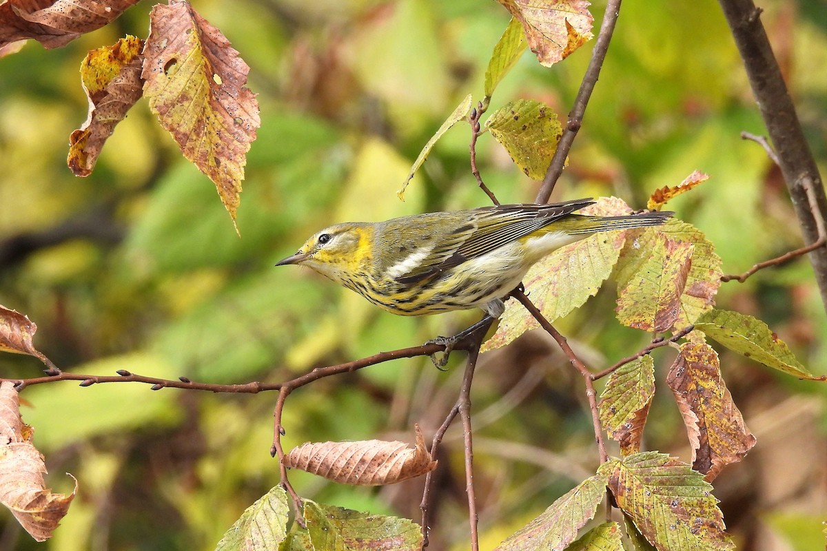 Cape May Warbler - ML495323981