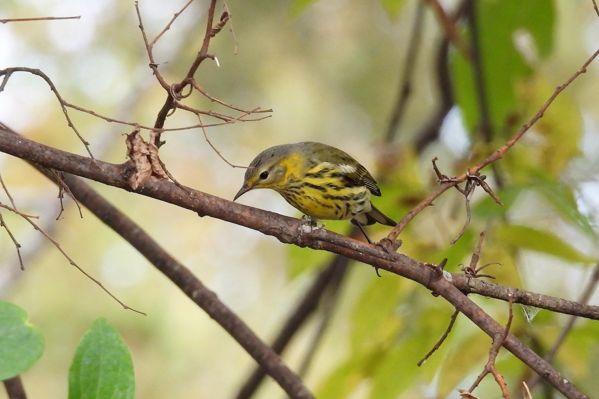 Cape May Warbler - ML495324021