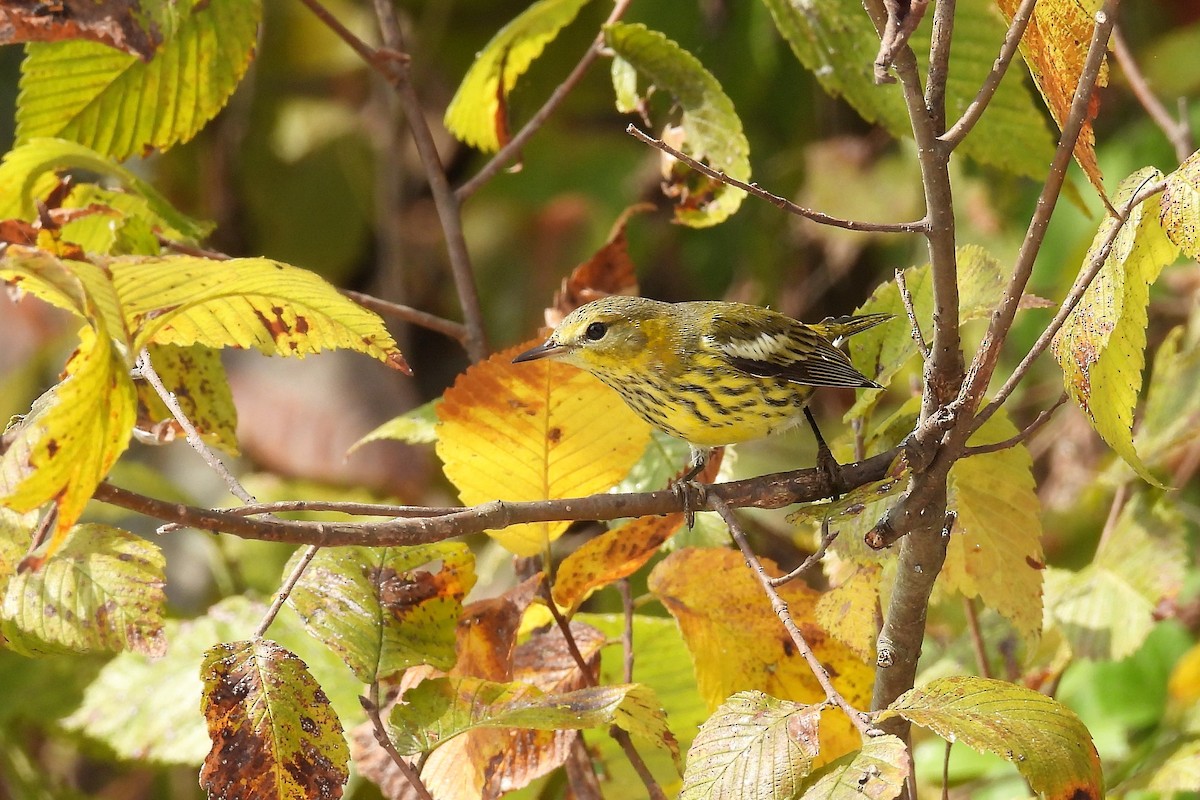 Cape May Warbler - ML495324131