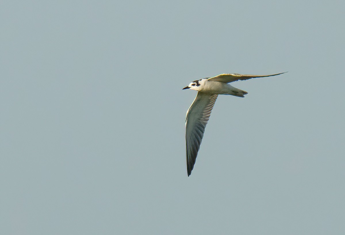 White-winged Tern - ML495324661