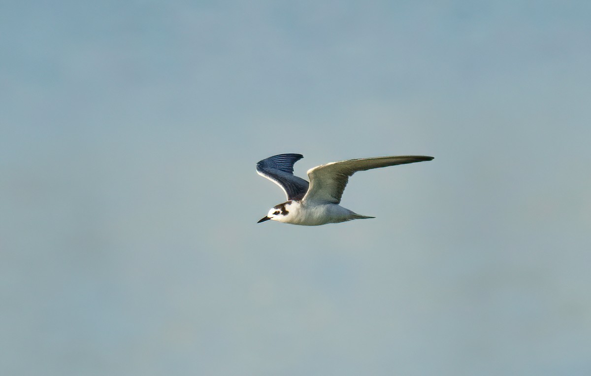 White-winged Tern - ML495324671