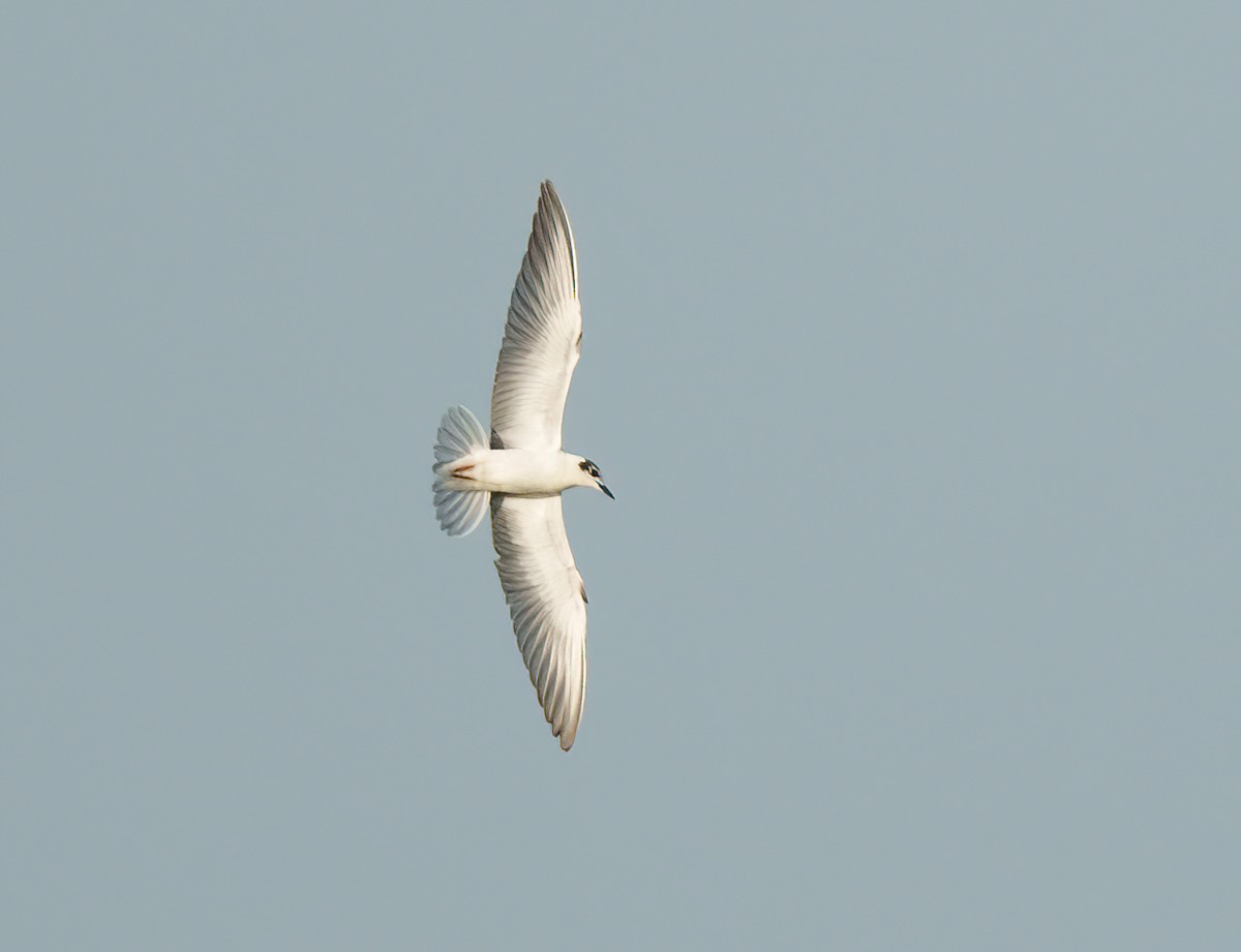 White-winged Tern - ML495324691