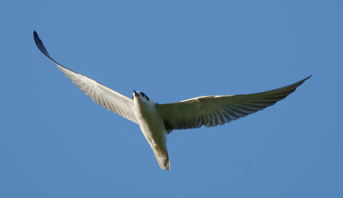 White-winged Tern - ML495324701