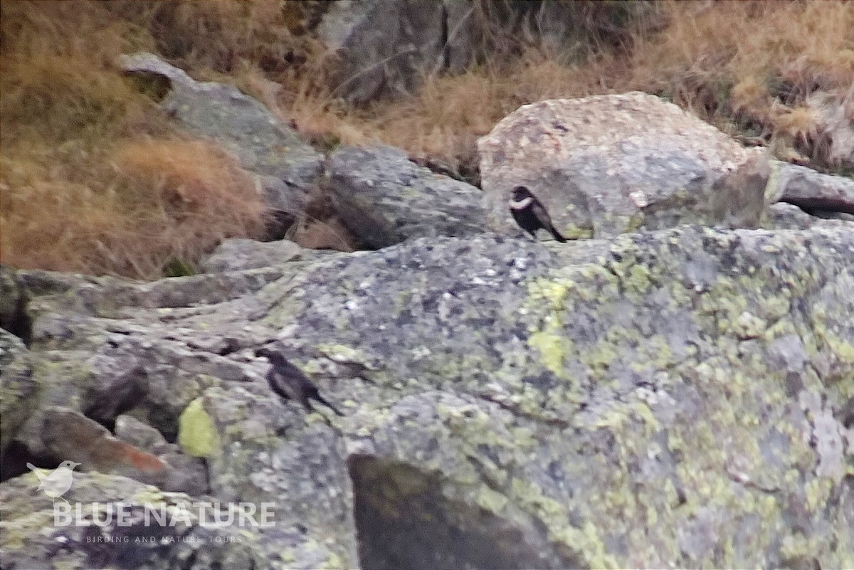 Ring Ouzel (Northern) - ML495330581
