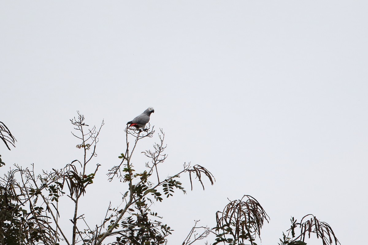 Gray Parrot (Gray) - ML495333741