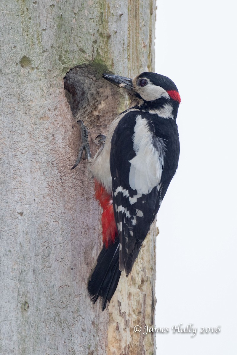 Great Spotted Woodpecker - ML49533751