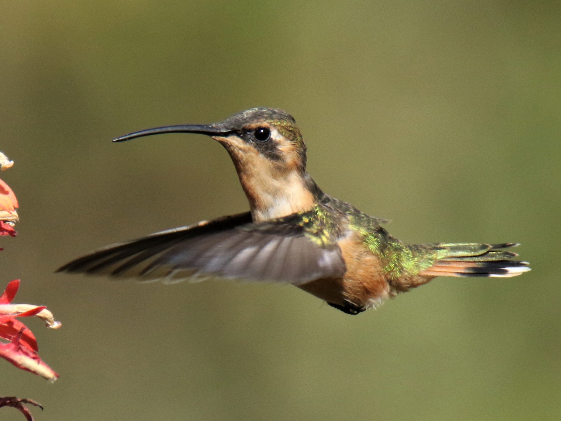 トガリエンビハチドリ Ebird