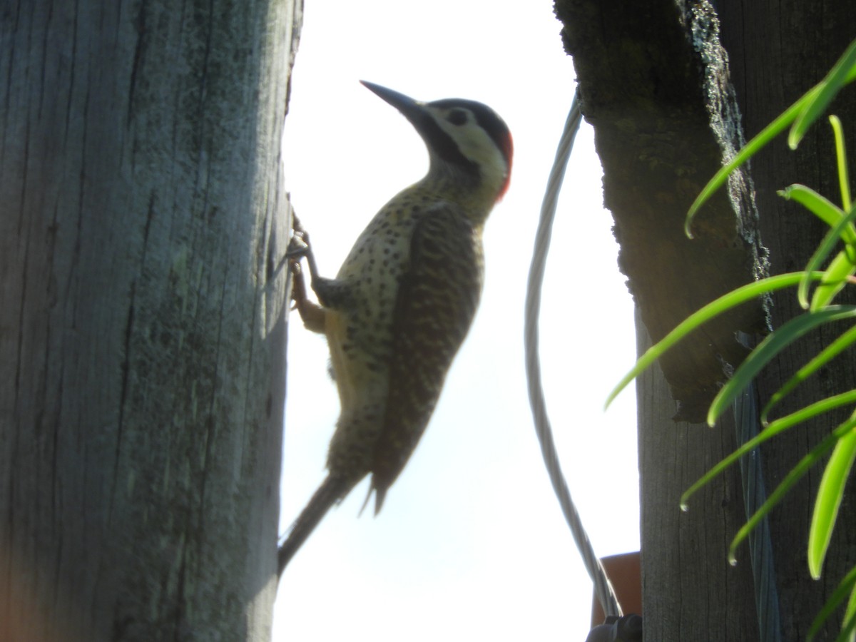 Green-barred Woodpecker - ML495340511